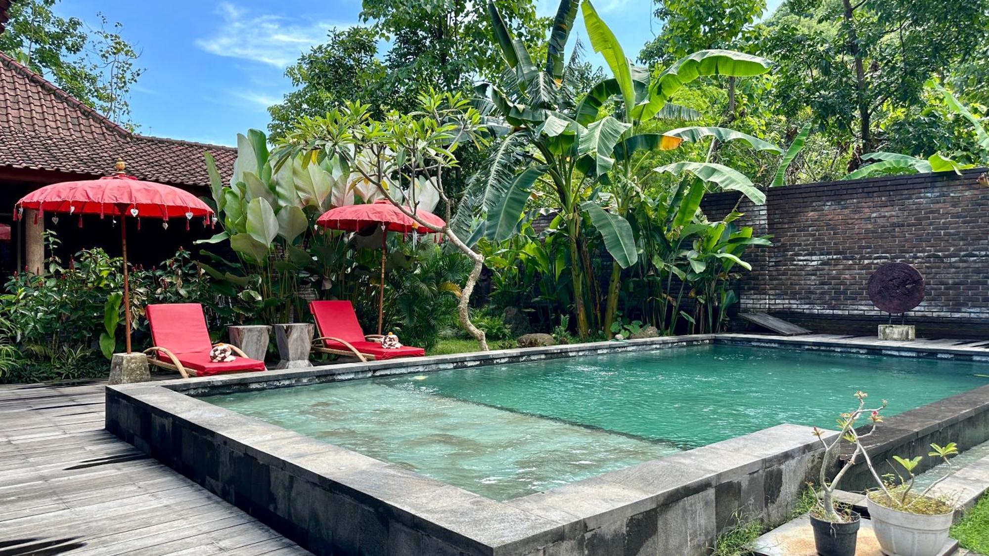 The Jungle House *